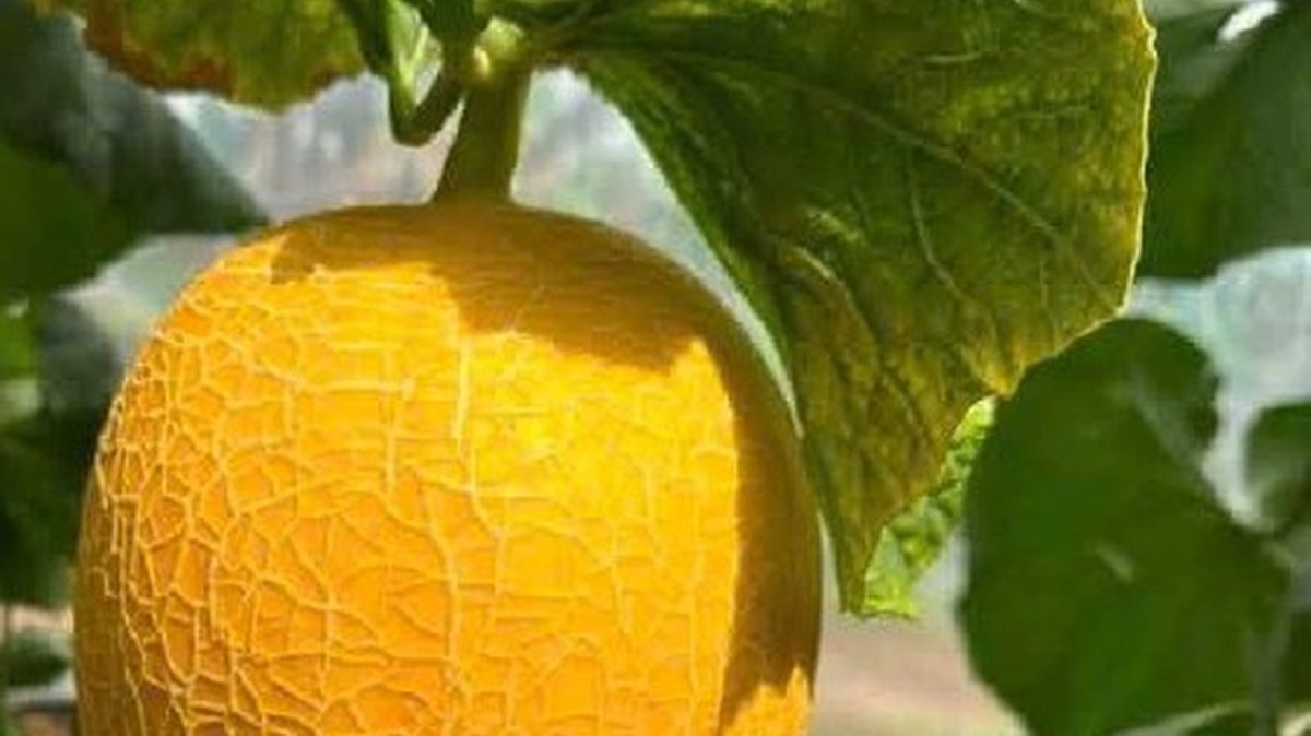 Cận cảnh trái dưa lưới vỏ vàng có vân lưới trên cây