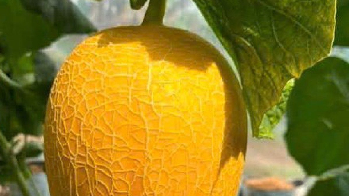 Quả dưa lưới vỏ vàng, vân lưới rõ, treo trên dây leo trong nhà màng