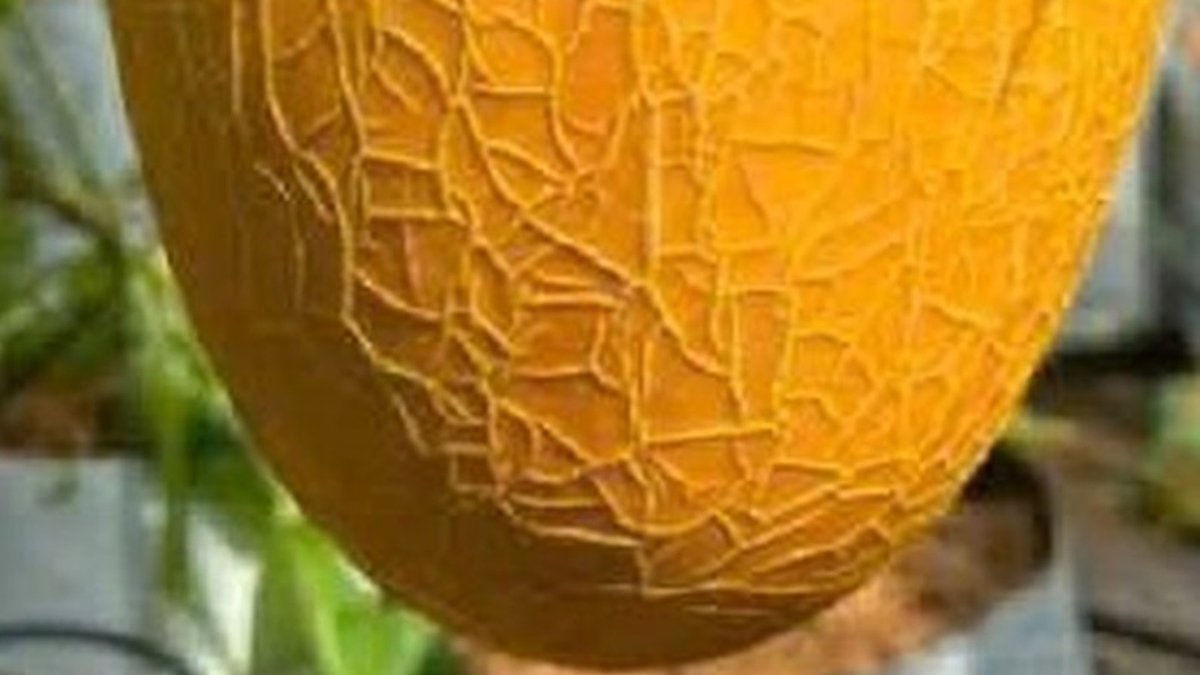Quả dưa lưới vỏ vàng vân lưới nổi rõ treo trên giàn trong nhà màng