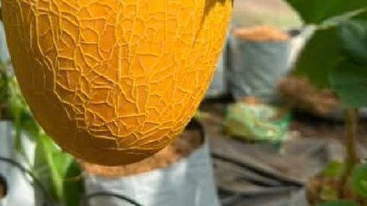 Trái dưa lưới vỏ vàng có vân lưới treo giàn, phía dưới là túi giá thể trắng và đường ống tưới nhỏ giọt trong nhà màng