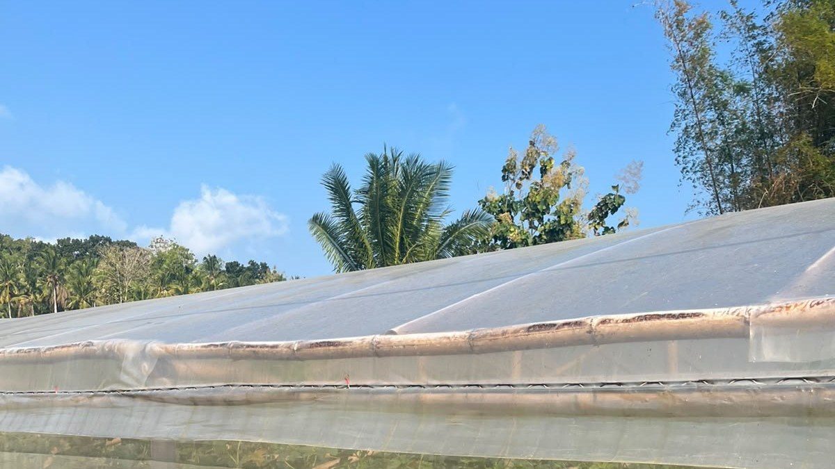Mái nhà màng phủ màng nhựa trong suốt, phía trên là bầu trời và tán cây