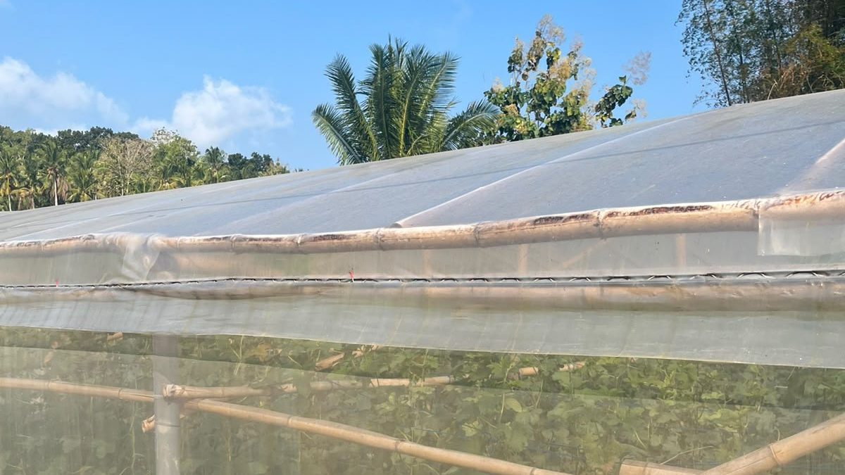 Nhà màng dưa lưới — nguồn nước tưới là yếu tố quyết định khi mùa khô El Nino tới. Ảnh: An Thịnh Seeds