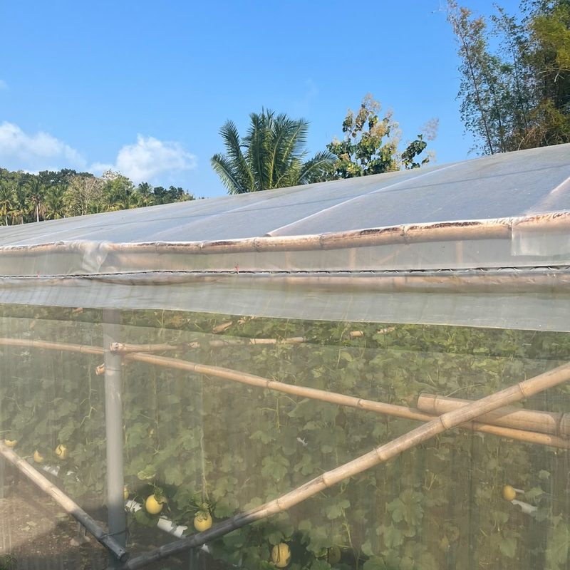 Nhà màng dưa lưới — An Thịnh Seeds