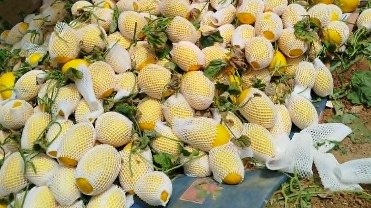 Dưa lưới vỏ vàng sau thu hoạch, phần lớn đã bọc lưới xốp trắng, xếp trên bạt trong nhà màng