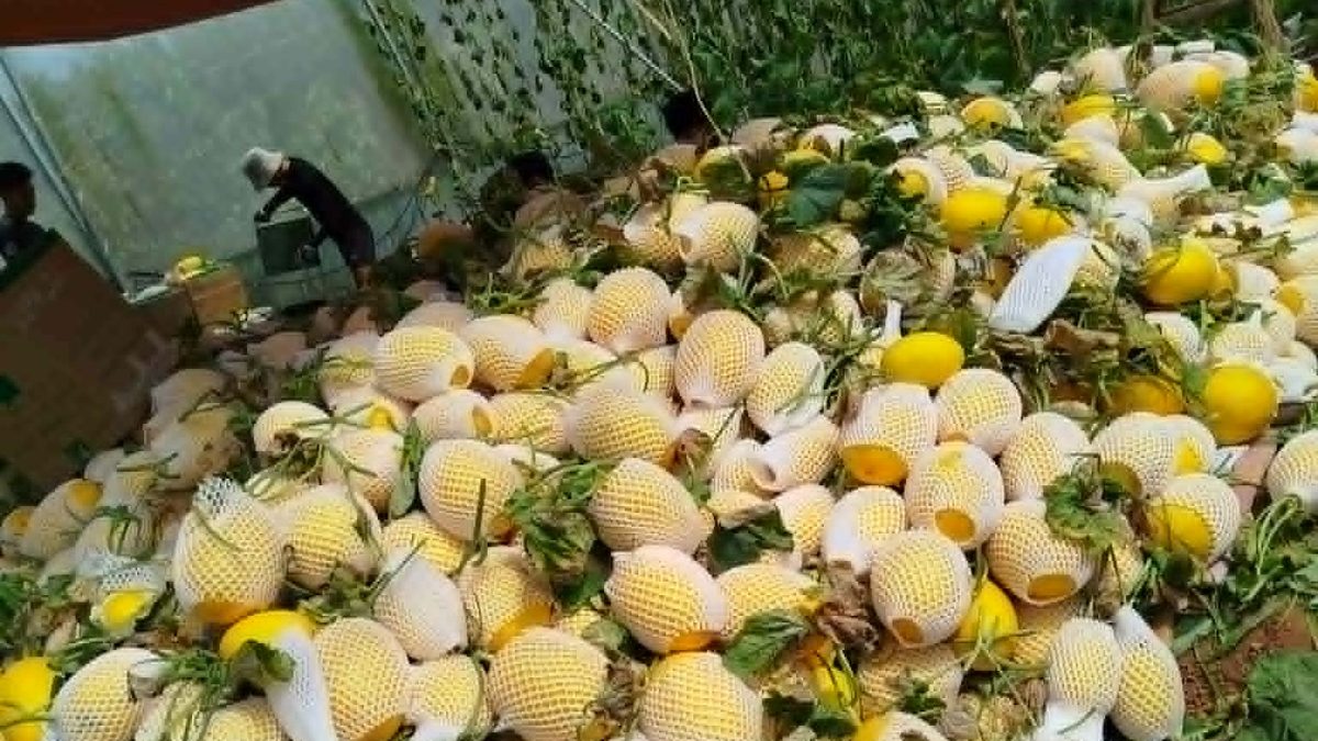 Đống trái dưa lưới vàng đã hái, nhiều trái bọc lưới xốp trắng tại khu thu hoạch