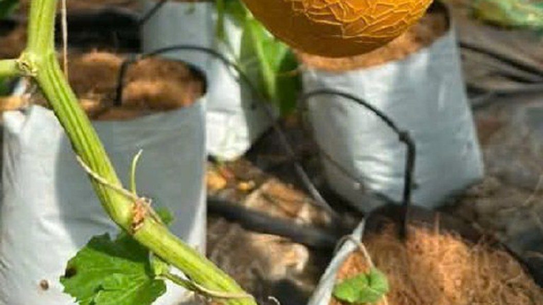 Túi giá thể trắng và ống tưới nhỏ giọt dưới giàn dưa lưới