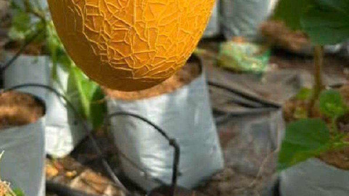 Túi giá thể trắng và đường ống tưới nhỏ giọt trong nhà màng dưa lưới
